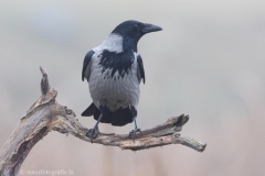 34 Nebelkrähe - Corvus (corone) cornix